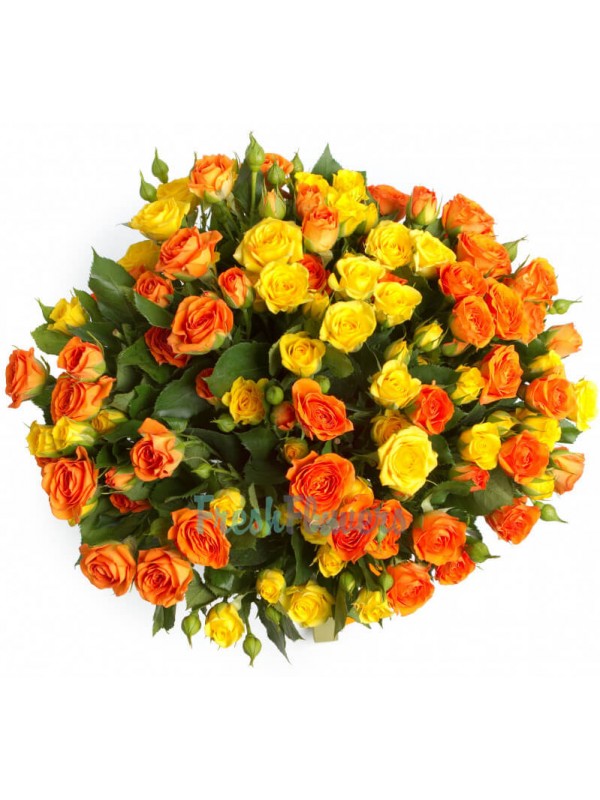 Мікс 21 кущова троянда